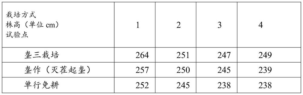 Method for cultivating corn in three rows on ridge