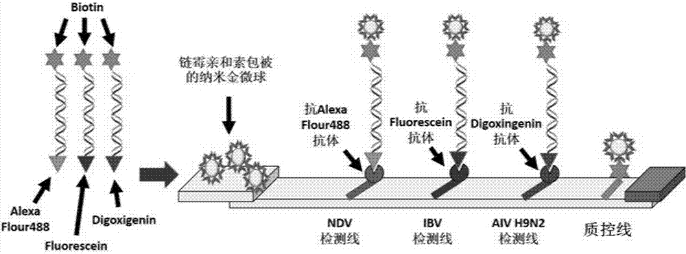 Multi-RPA primer and probe for simultaneously detecting NDV, IBV, H9N2-subtype AIV and detection method of multi-RPA primer and probe