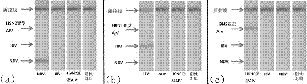 Multi-RPA primer and probe for simultaneously detecting NDV, IBV, H9N2-subtype AIV and detection method of multi-RPA primer and probe