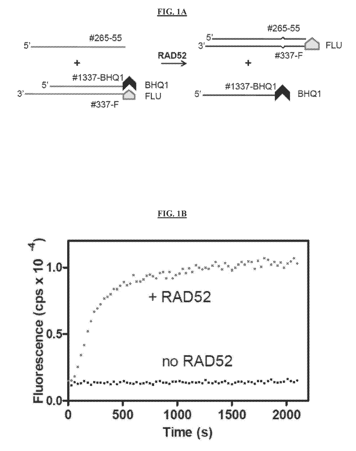 Inhibitors of RAD52 Recombination Protein and Methods Using Same