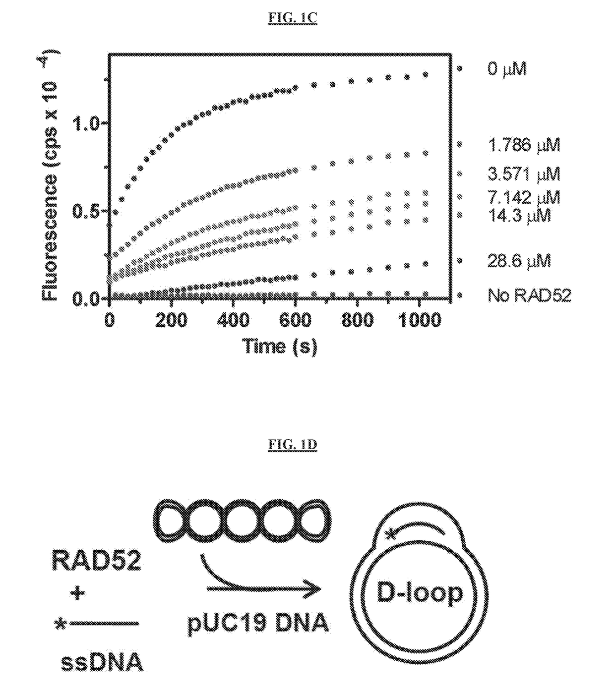 Inhibitors of RAD52 Recombination Protein and Methods Using Same