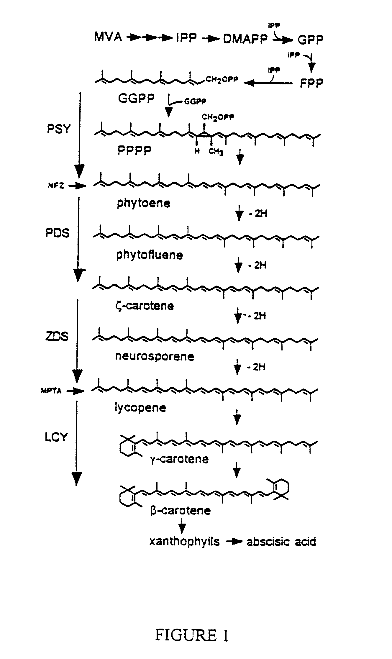 Genes of carotenoid biosynthesis and metabolism and methods of use thereof
