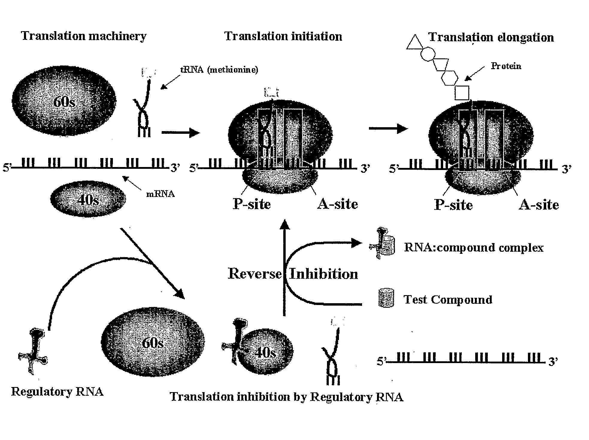 Cell Based Methods And Systems For The Identification Of Rna Regulatory Sequences And Compounds That Modulate Their Functions
