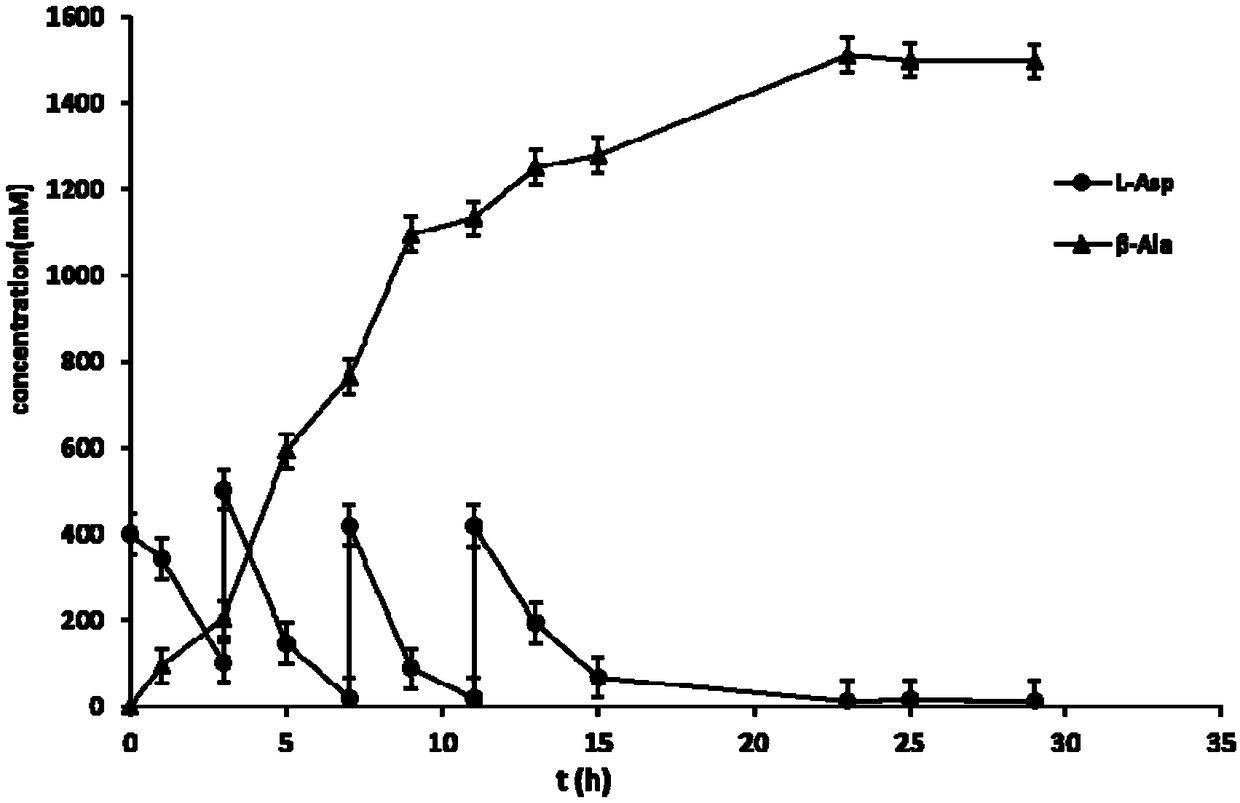 Genetic engineering strain of L-aspartic acid-alpha-decarboxylase and application