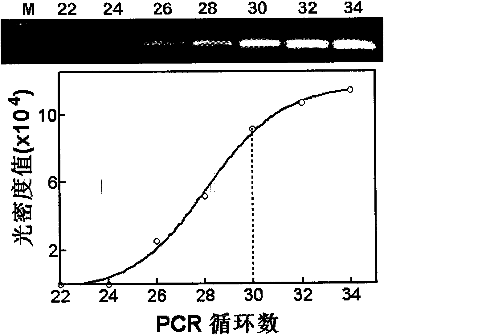 Gene for identifying quality of cotton fiber according to relative expression value