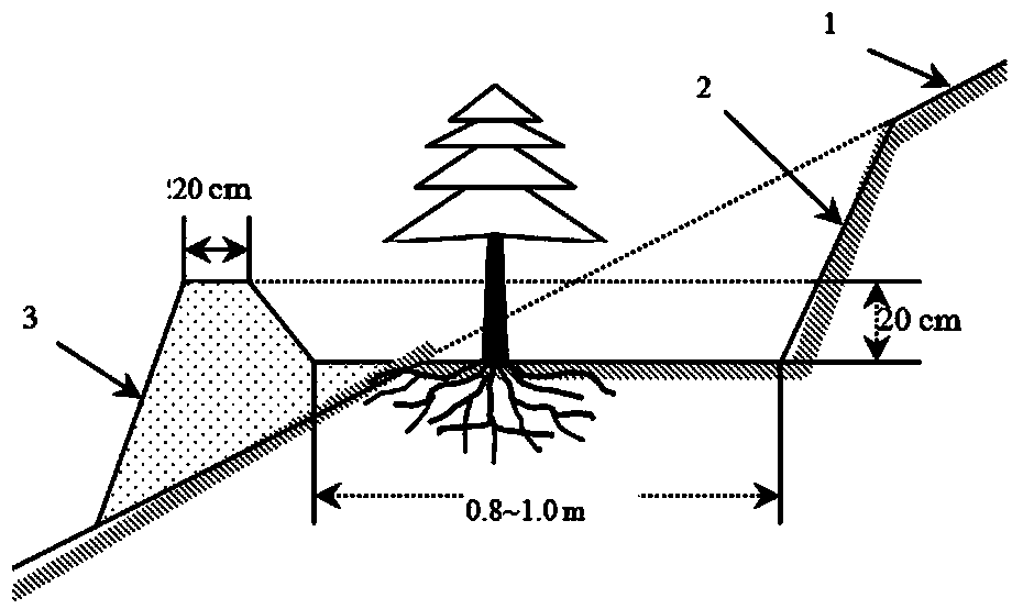 Method for improving afforestation survival rate by water collecting, water retention and water replenishing