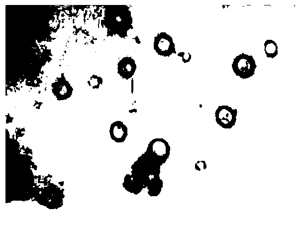 A kind of hypocrellin B nanoparticle and preparation method thereof