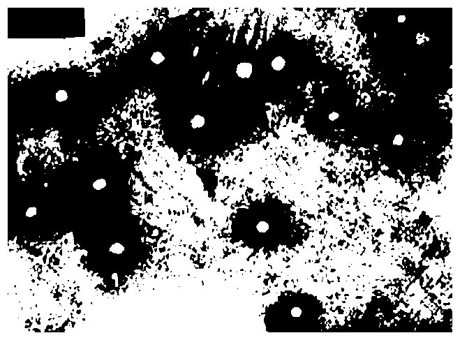 A kind of hypocrellin B nanoparticle and preparation method thereof