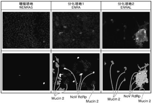 2d organoid for infection and culture of human diarrhea virus, and use of said 2d organoid