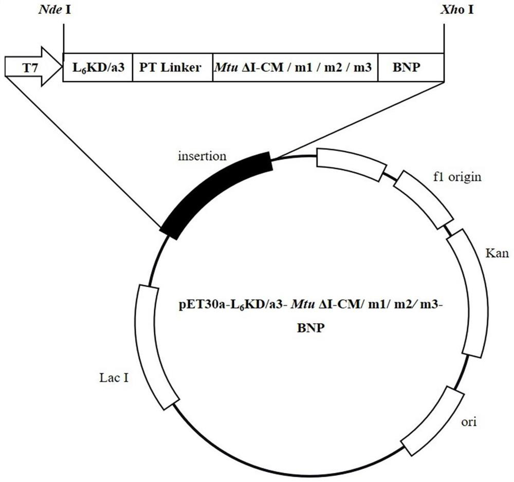 Production and purification method and application of disulfide bond-containing polypeptide human brain natriuretic peptide hBNP