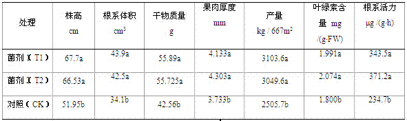 Atmospheric soil-based immobilized composite microbial agent for improving pepper continuous cropping obstacles and preparation method thereof