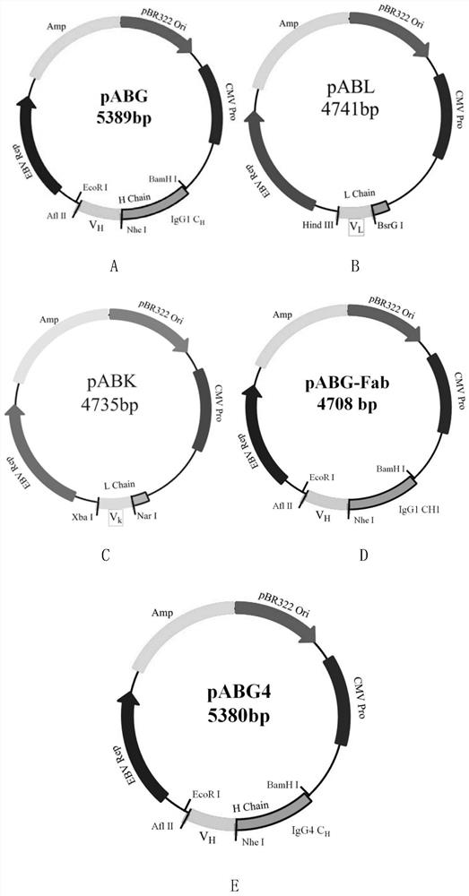 Human anti-human tigit antibody and its application