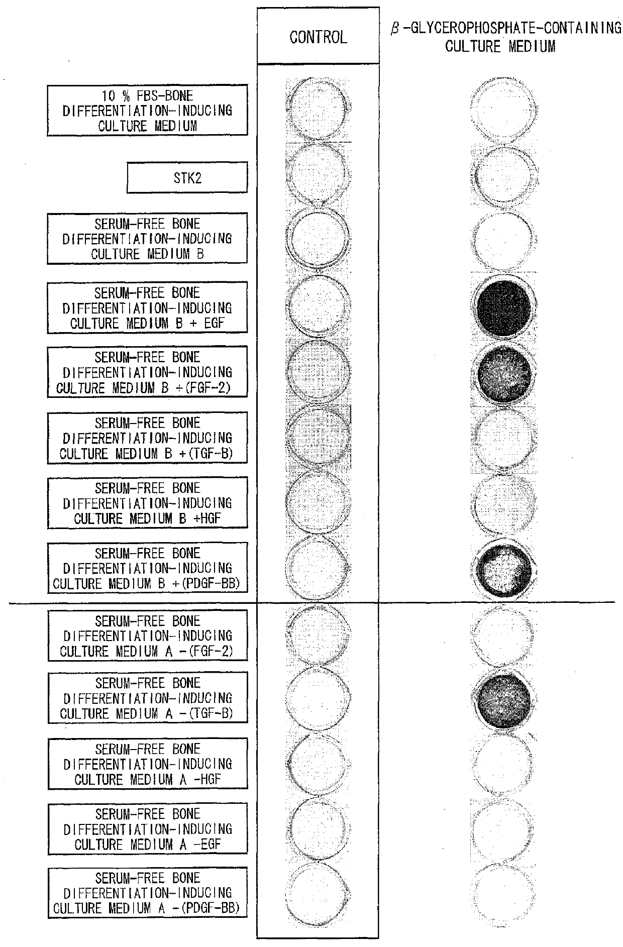 Differentiation-inducing culture medium additive and use thereof