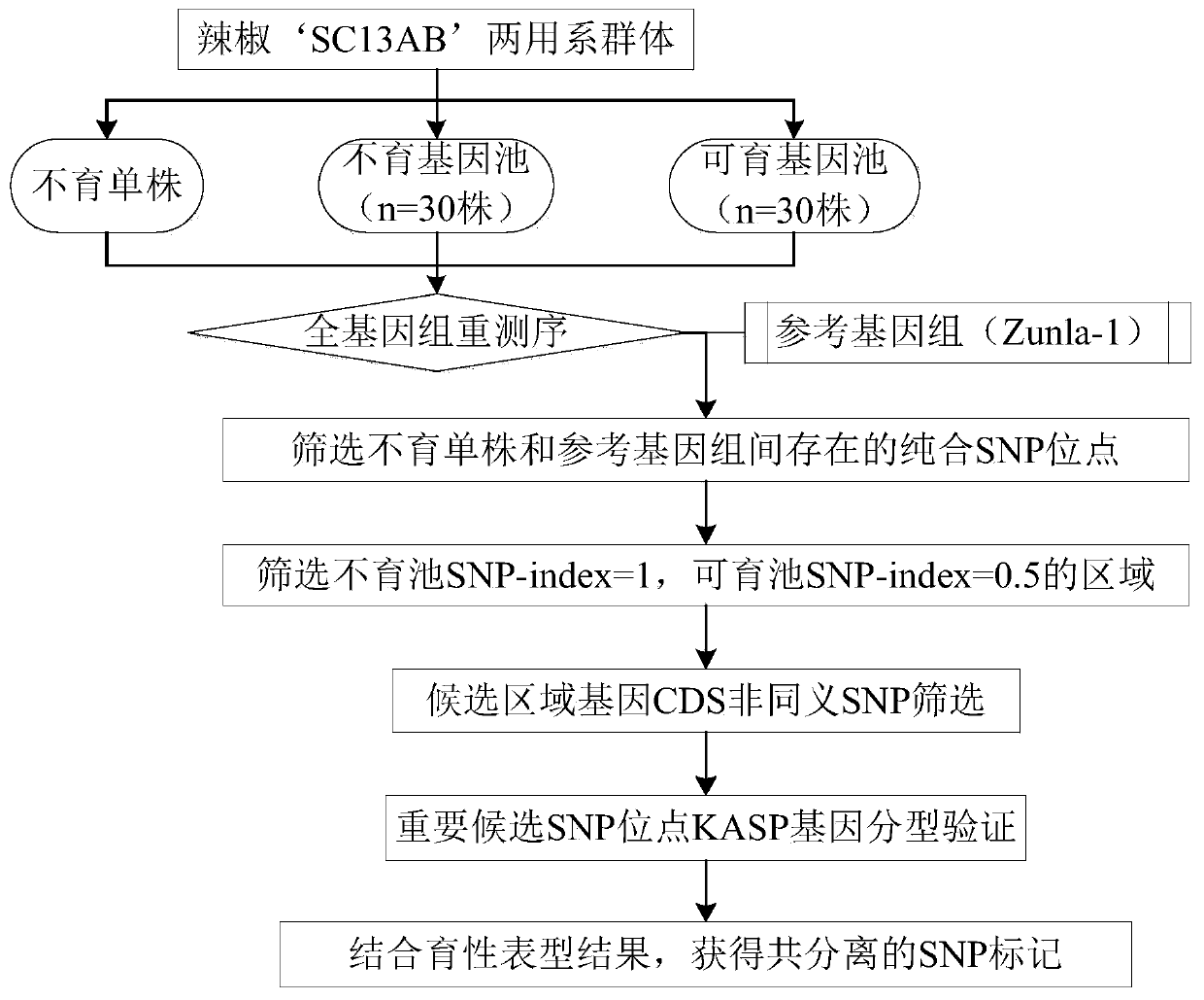 SNP molecular marker related to infertility of capsicum and application thereof