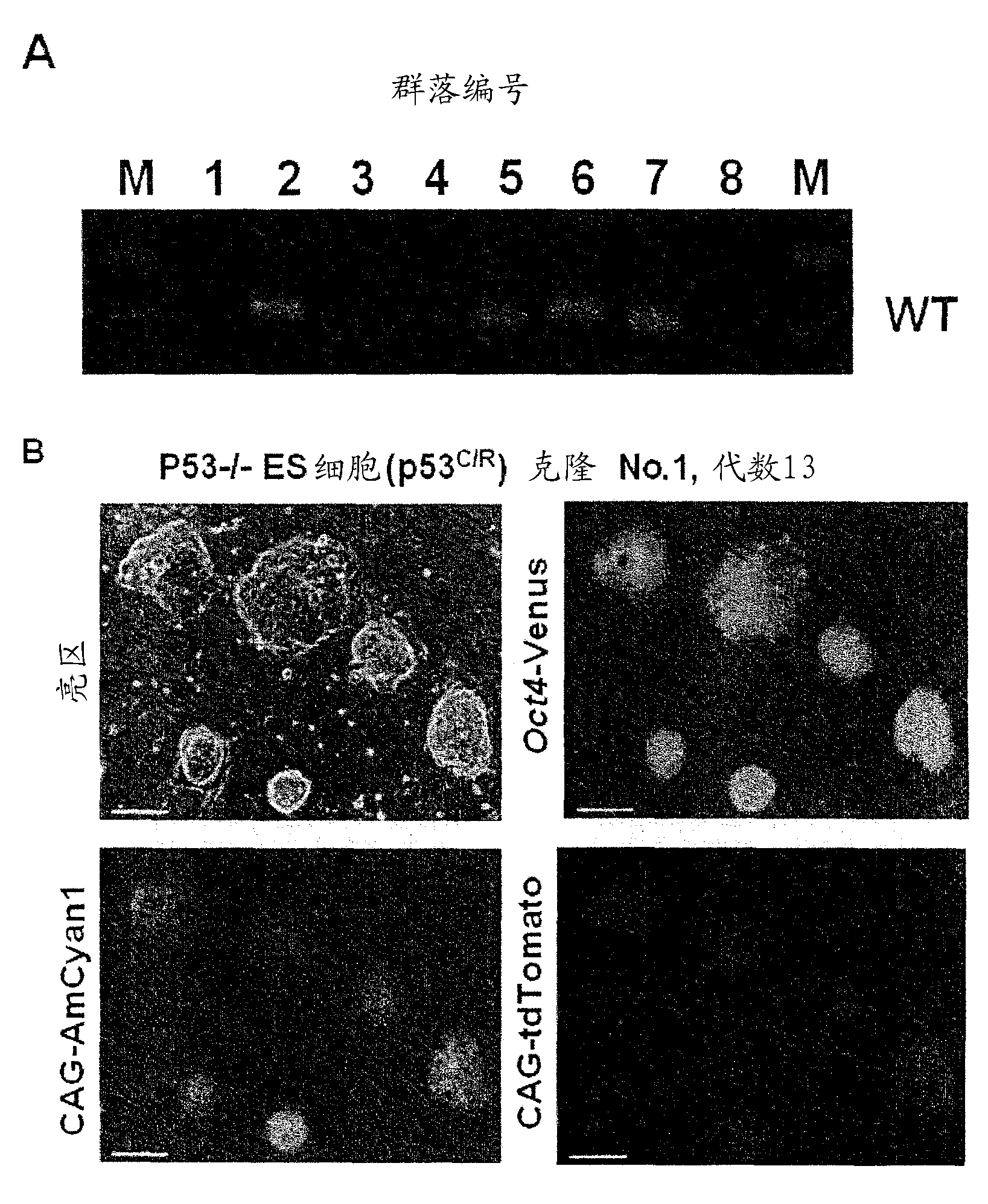 Method for constructing chimeric rat using rat embryonic stem cells