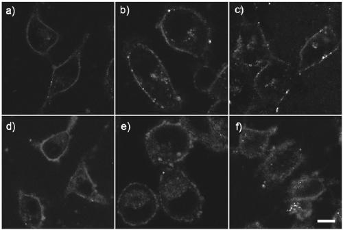 A probe capable of clearly distinguishing and simultaneously imaging cell membrane lipid raft and non-lipid raft microdomains with two fluorescent colors and its application