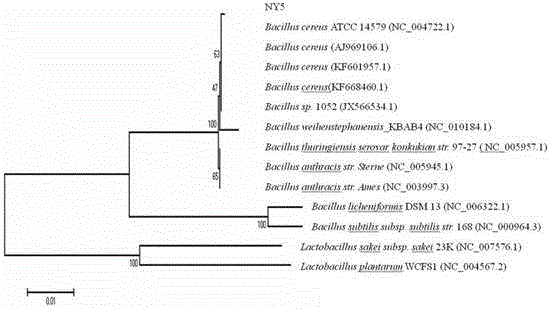 Bacillus cereus NY5 capable of effectively inhibiting tilapia-source streptococcus agalactiae