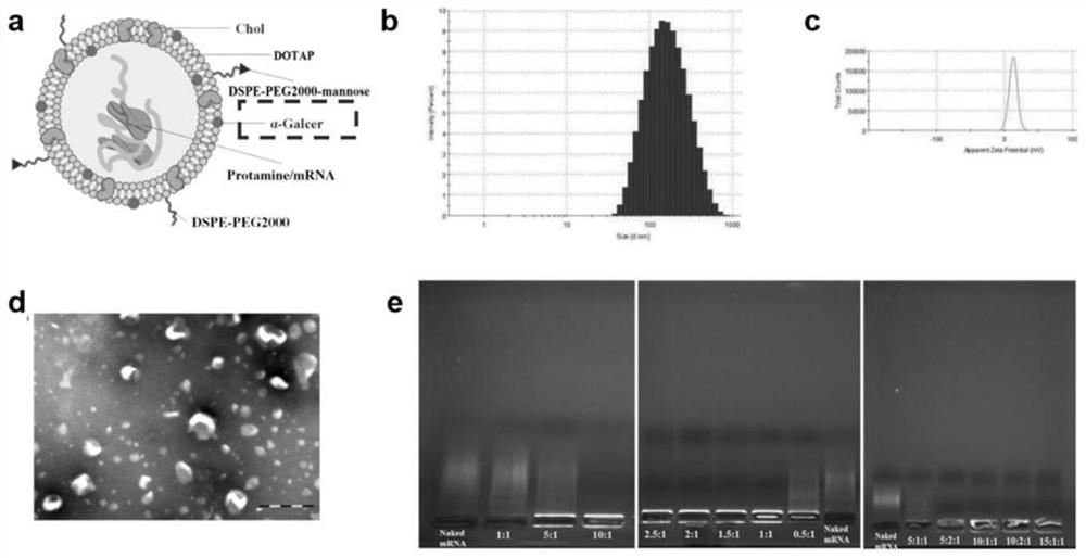 MRNA (messenger ribonucleic acid) tumor vaccine for improving DCs (dendritic cells) disability in tumor immune microenvironment as well as preparation method and application of mRNA tumor vaccine