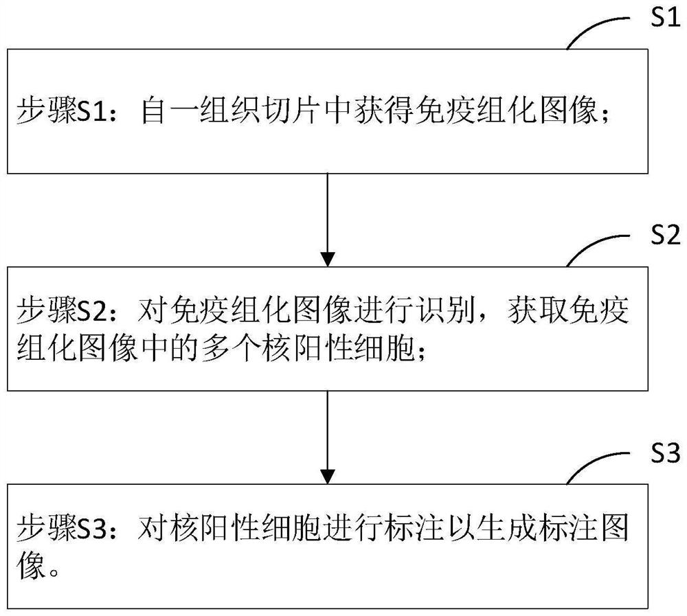 Nuclear positive cell labeling method