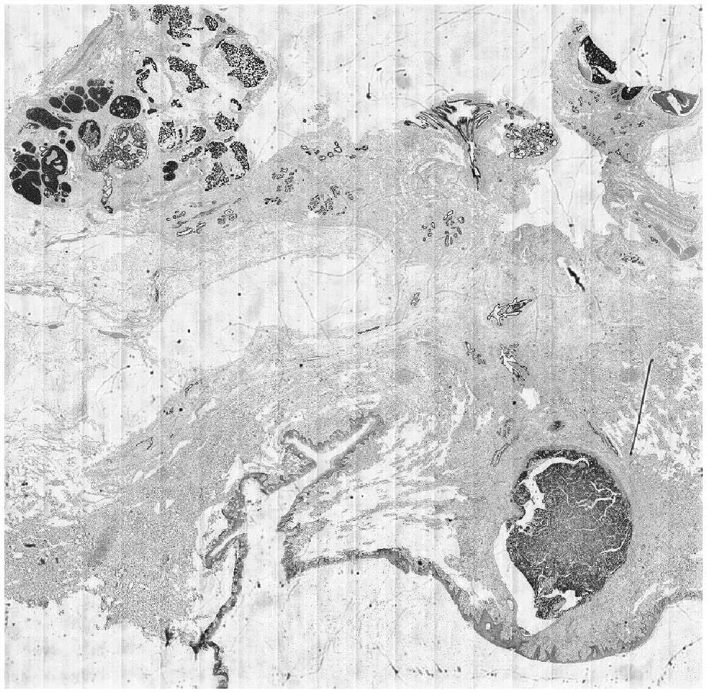 Nuclear positive cell labeling method