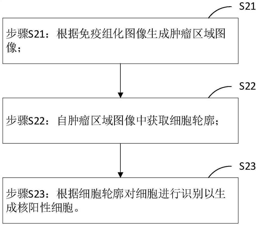 Nuclear positive cell labeling method