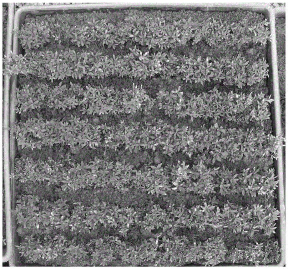 Processing method for anti-long-distance transportation of eucalyptus robusta Smith tissue culture seedlings