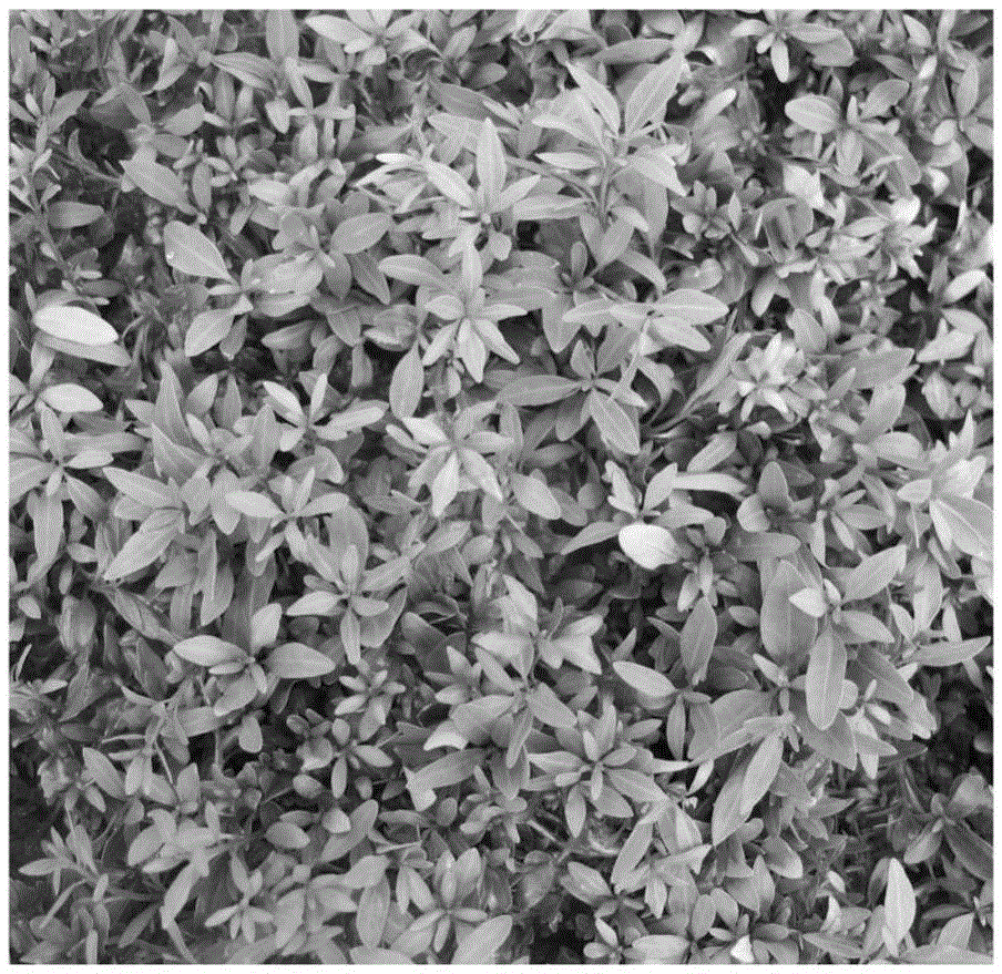 Processing method for anti-long-distance transportation of eucalyptus robusta Smith tissue culture seedlings
