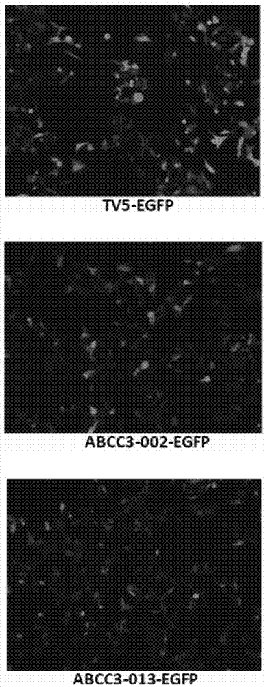 An application of ABCC3-013 mRNA in preparation of a kit used for detecting clopidogrel resistance and the kit