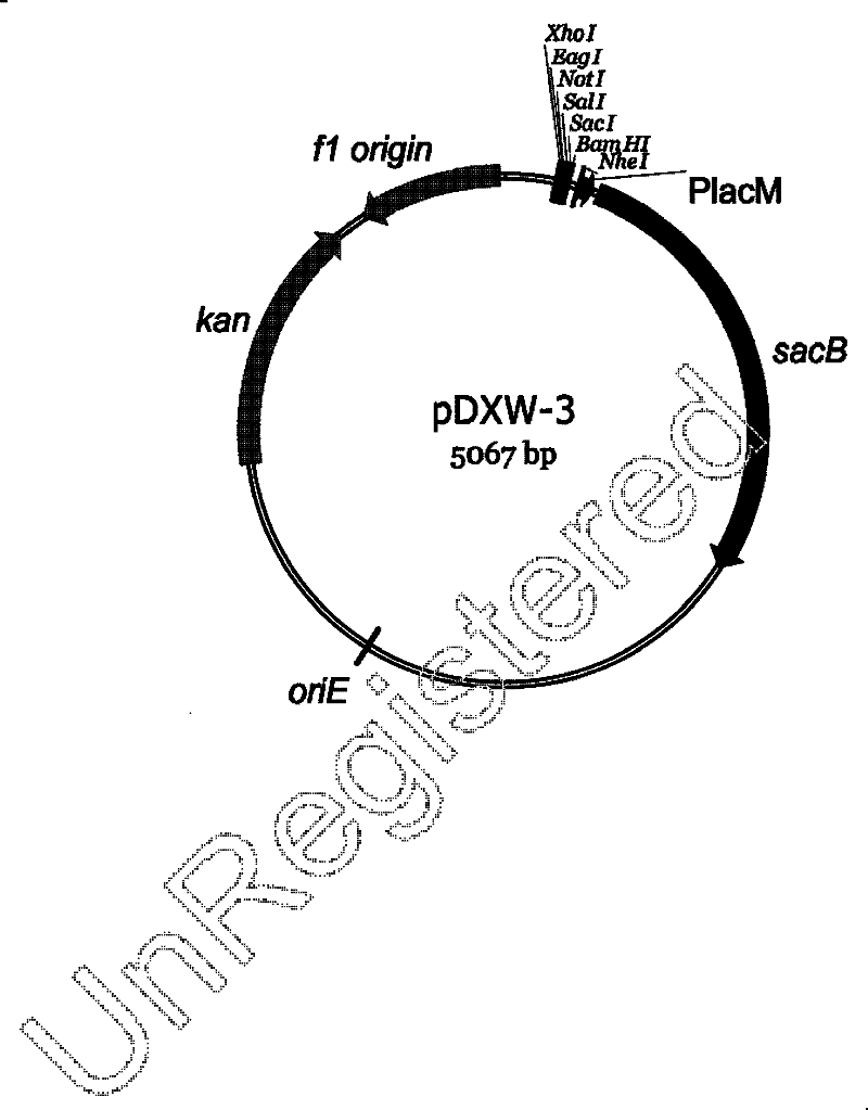 Modified sacB gene and derived integrated vector thereof