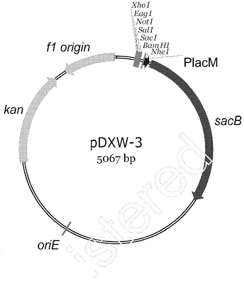 Modified sacB gene and derived integrated vector thereof