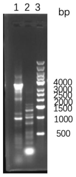 Fusion-tag-free rhIL-11 and soluble expression and efficient purification method of mutant of fusion-tag-free rhIL-11