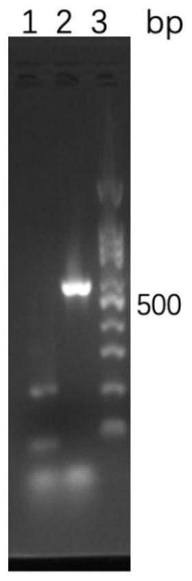 Fusion-tag-free rhIL-11 and soluble expression and efficient purification method of mutant of fusion-tag-free rhIL-11