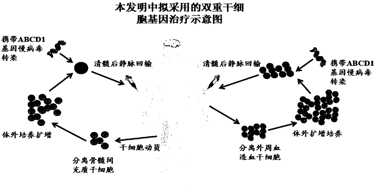 Method for treating adrenoleukodystrophy (ALD) through optimized expression of ABCD1 gene with lentiviral vector EF1alpha promoter