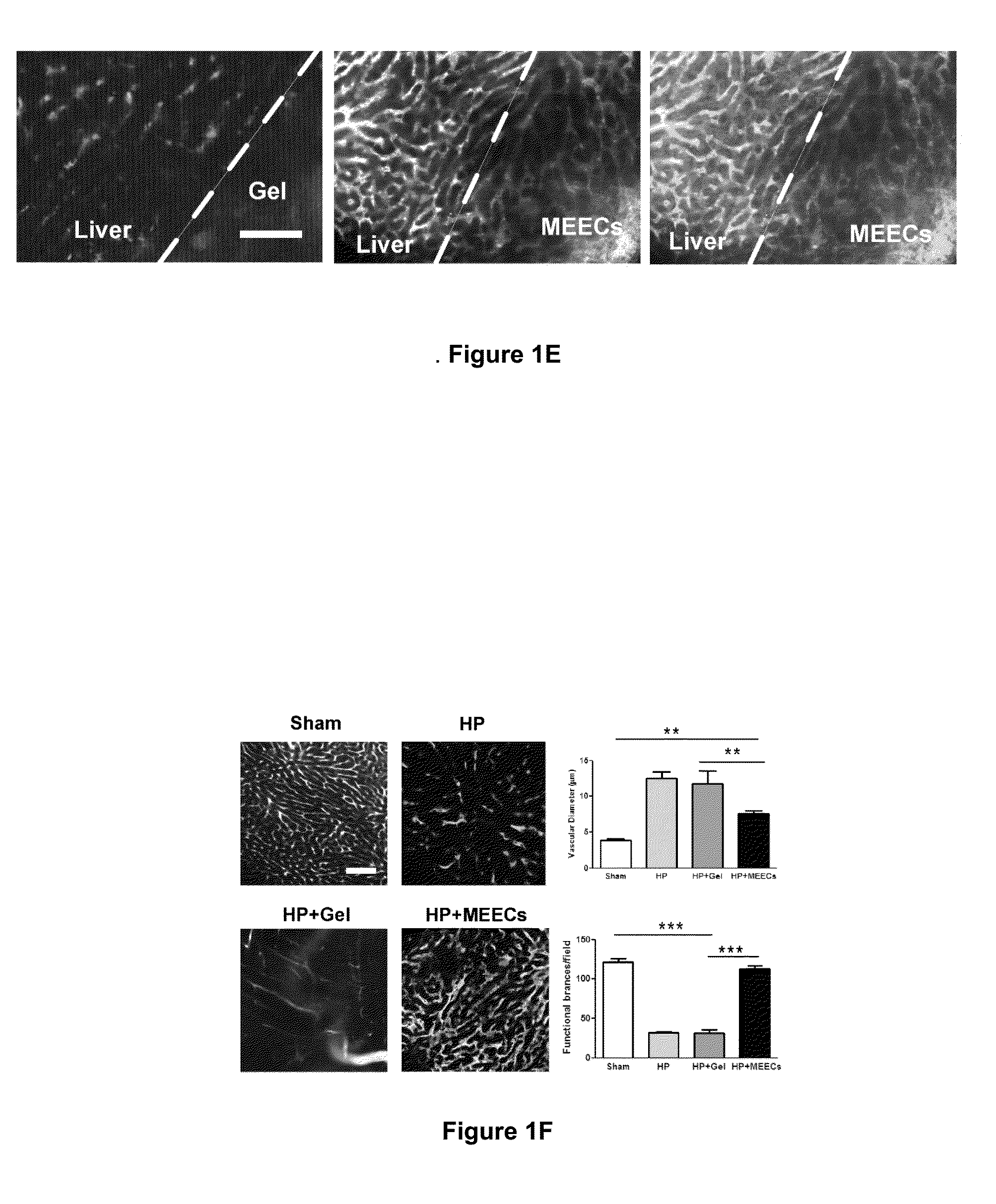 Materials and Methods for Rescue of Ischemic Tissue and Regeneration of Tissue Integrity During Resection, Engraftment and Transplantation