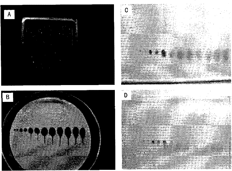 A kind of plant senescence-specific promoter and application thereof