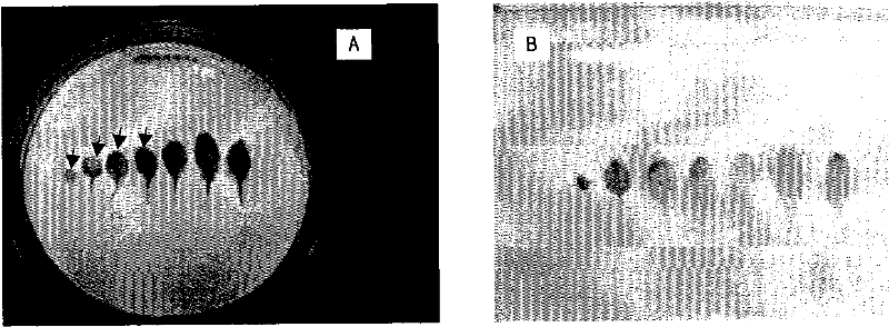 A kind of plant senescence-specific promoter and application thereof