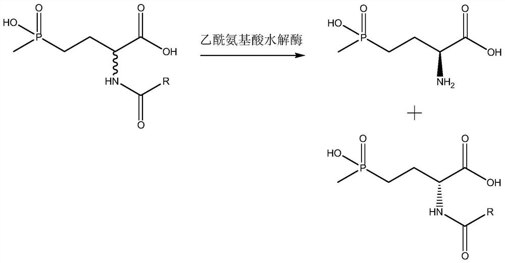 A kind of method for the preparation of l-glufosinate-ammonium by deracemization of biological enzymatic method