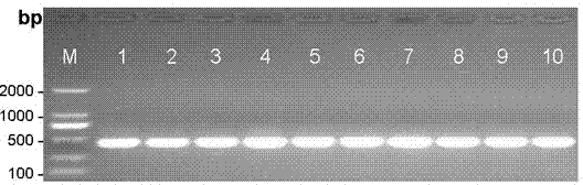 Method for efficiently extracting tropical plant DNA