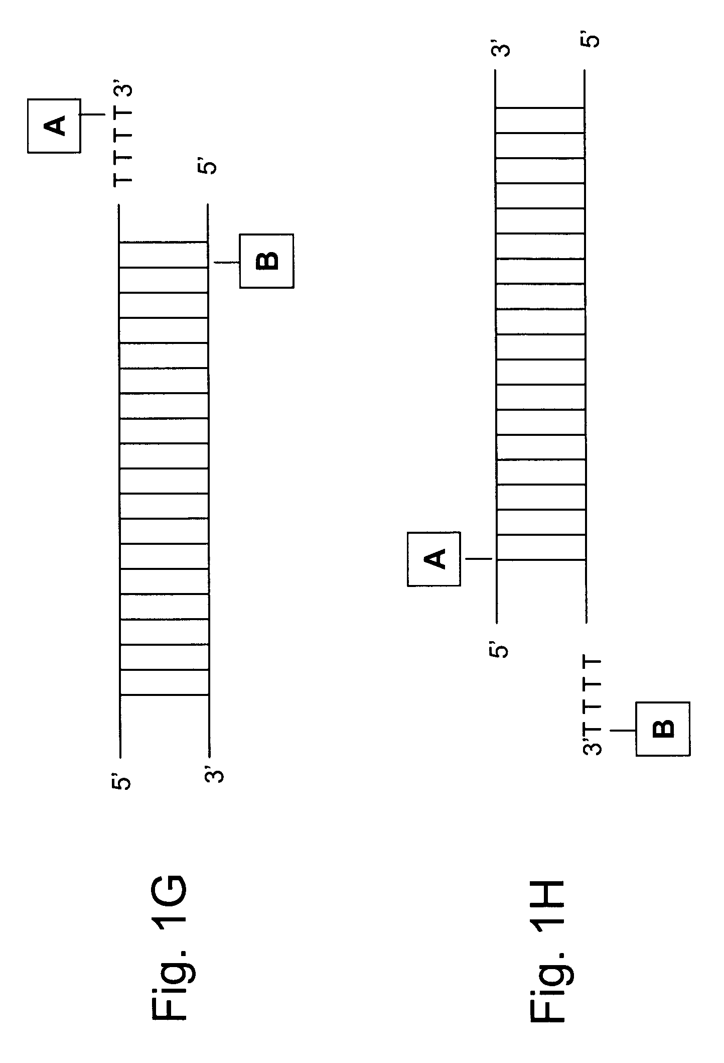 Caged RNAs and methods of use thereof