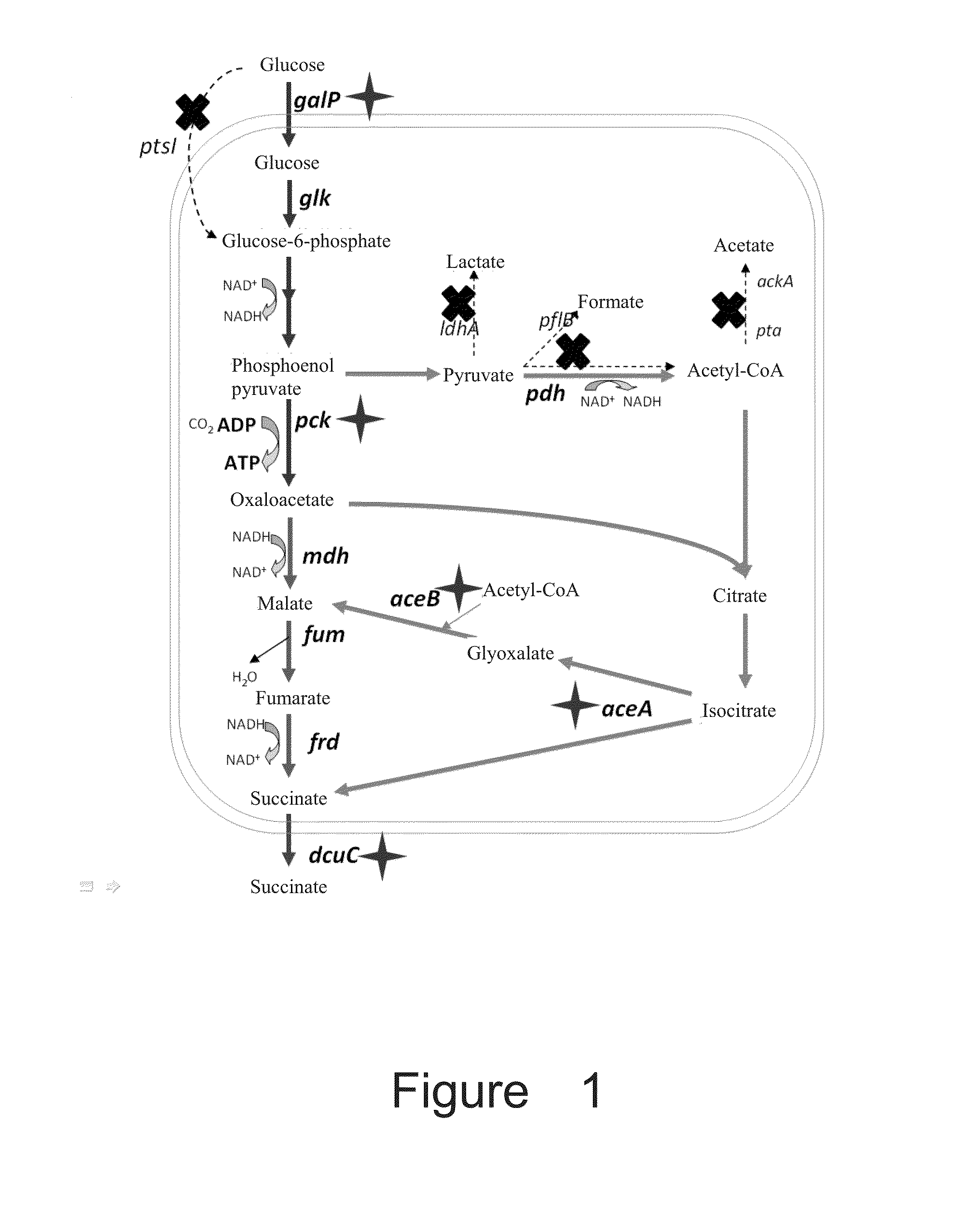 Recombinant escherichia coli for producing succinic acid and application thereof