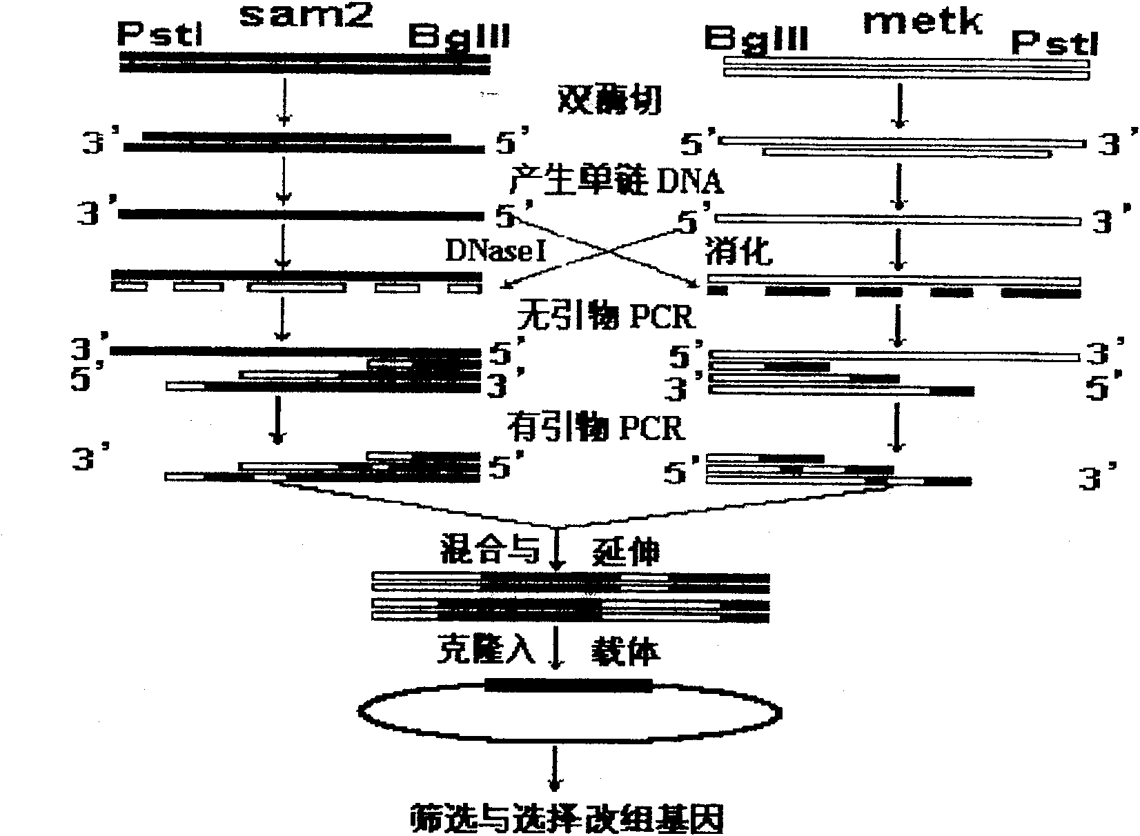 Method of modifying gene and obtained recombinant gene and encoded protin