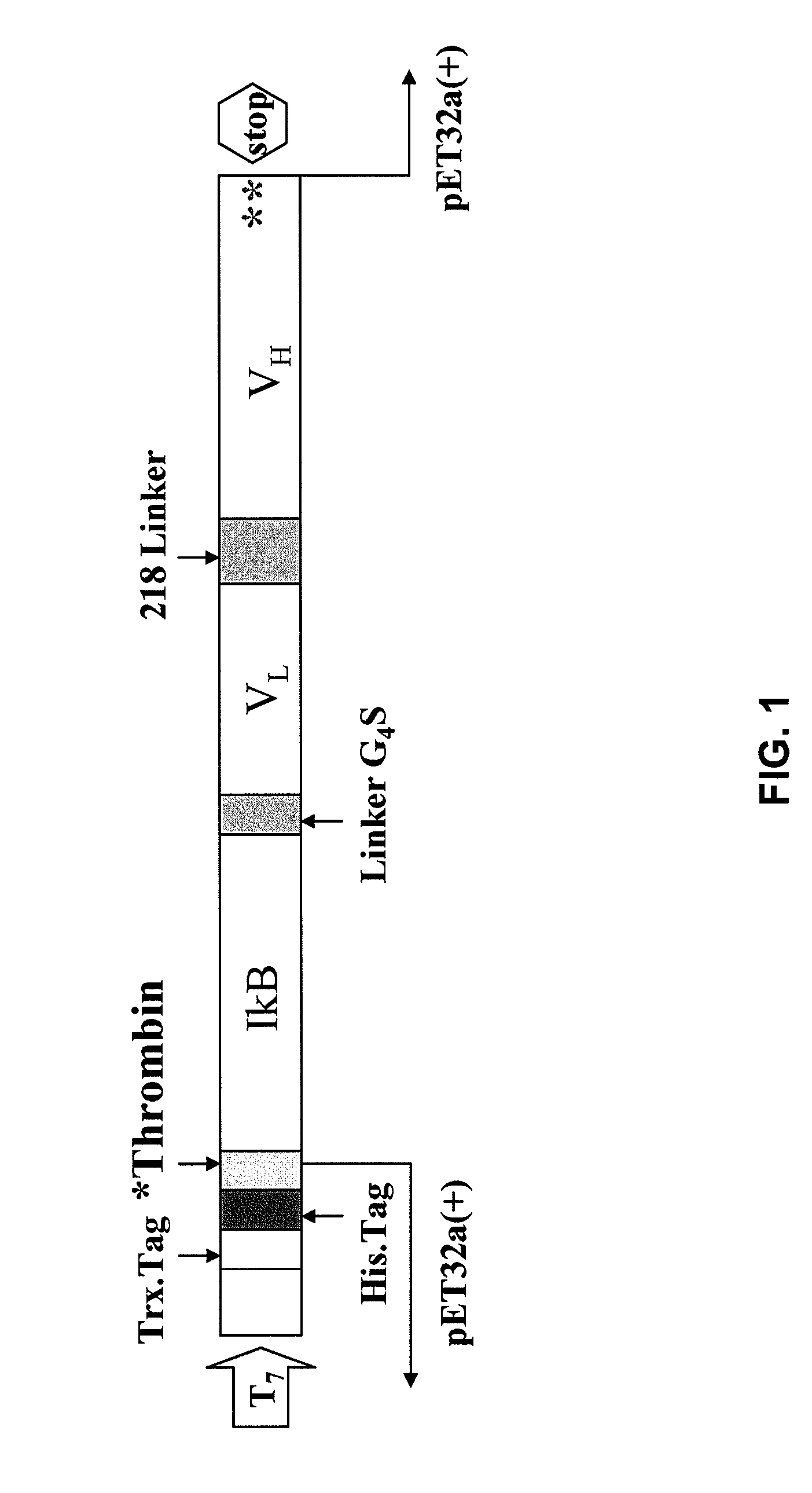 Cell-Targeted IKB and Methods for the Use Thereof