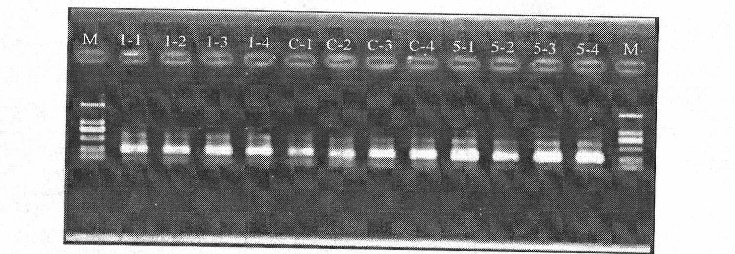 Method for preparing DNA Marker in nested PCR-DGGE (Polymerase Chain Reaction-Denaturing Gradient Gel Electrophoresis) detection of AMF (Arbuscular Mycorrhizal Fungi) community diversity