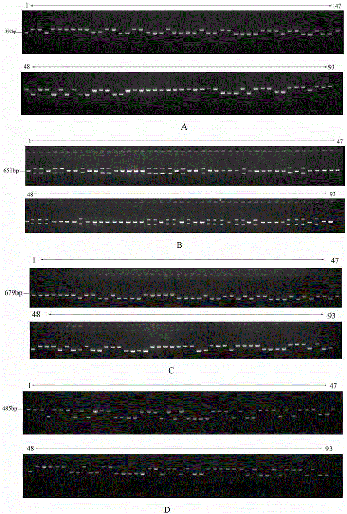 Molecule marking method for rice anti-rice blast gene Pigm