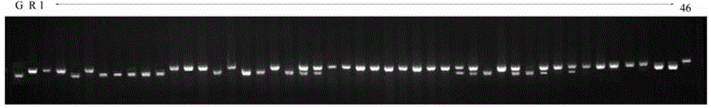 Molecule marking method for rice anti-rice blast gene Pigm