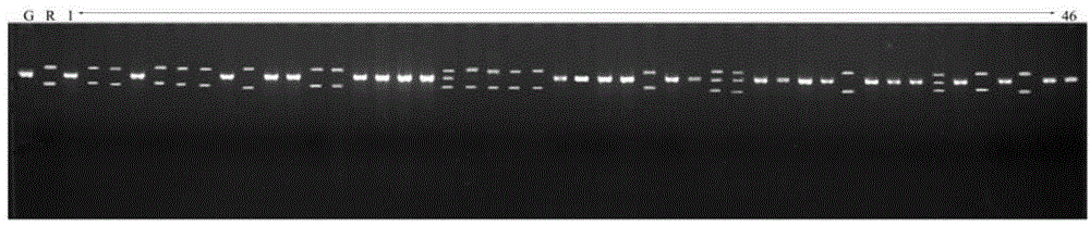 Molecule marking method for rice anti-rice blast gene Pigm