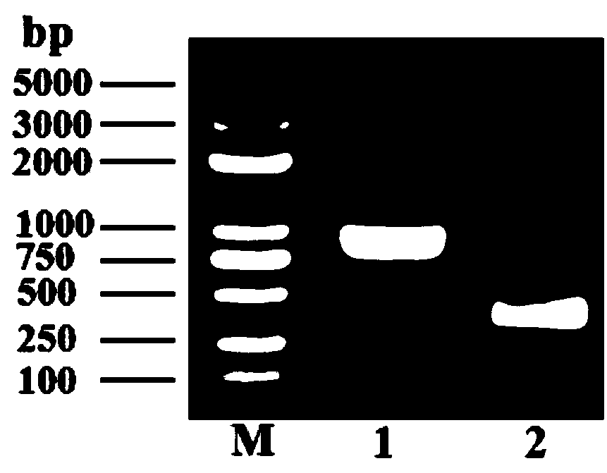 Vector used for inserting exogenous gene in riemerella anatipestifer genome, and method