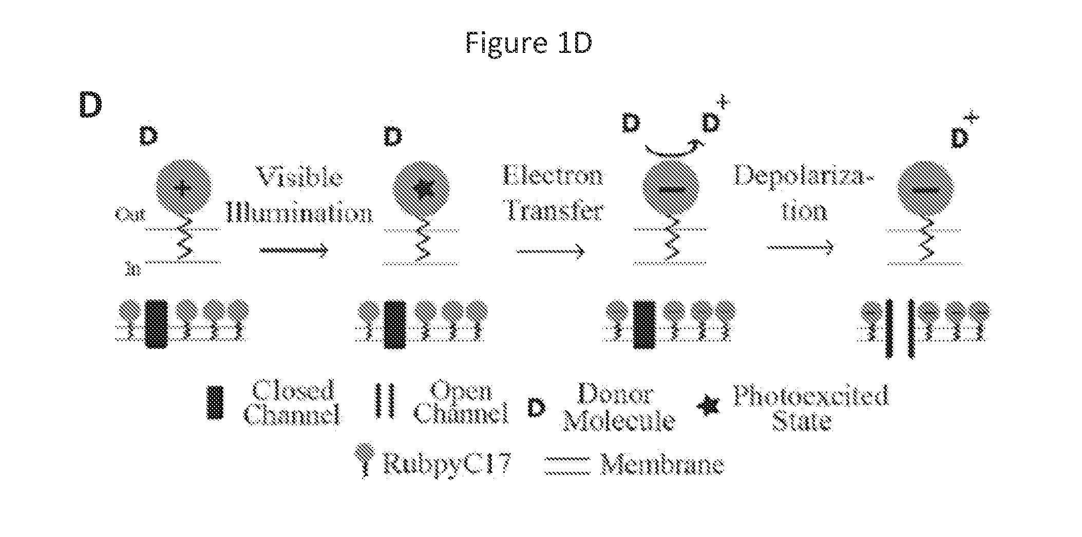 Photoactivated molecules for light-induced modulation of the activity of electrically excitable cells and methods of using same