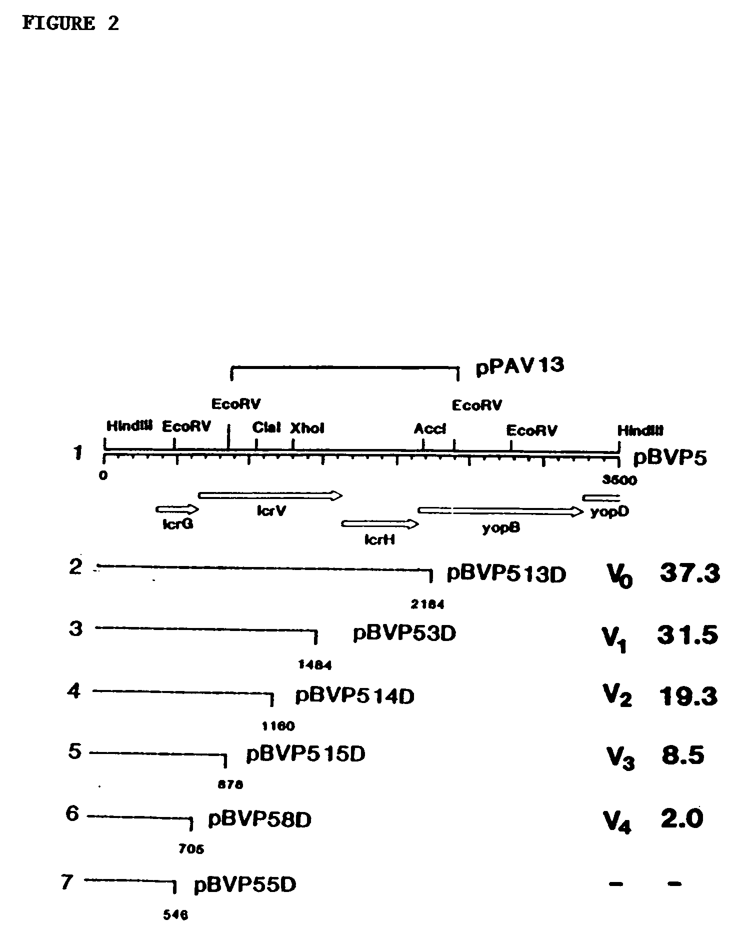 Yersinia polypeptide vaccines, antibodies and immunomodulatory proteins