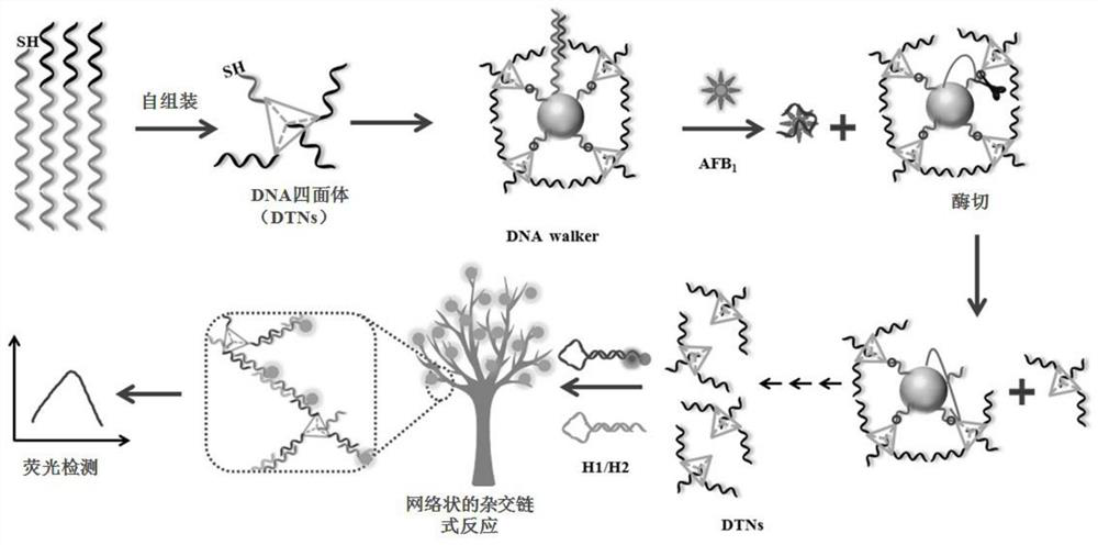 Kit for detecting aflatoxin B1 and method for detecting aflatoxin B1